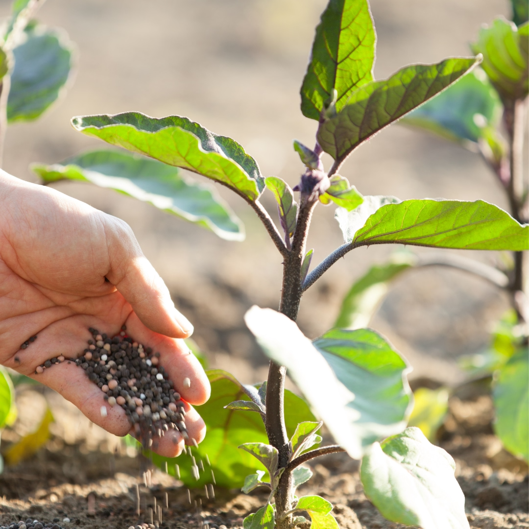 fertilizer to eggplant
