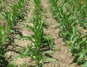 Desarrollo de plantas de maíz con manejo exitoso de maleza