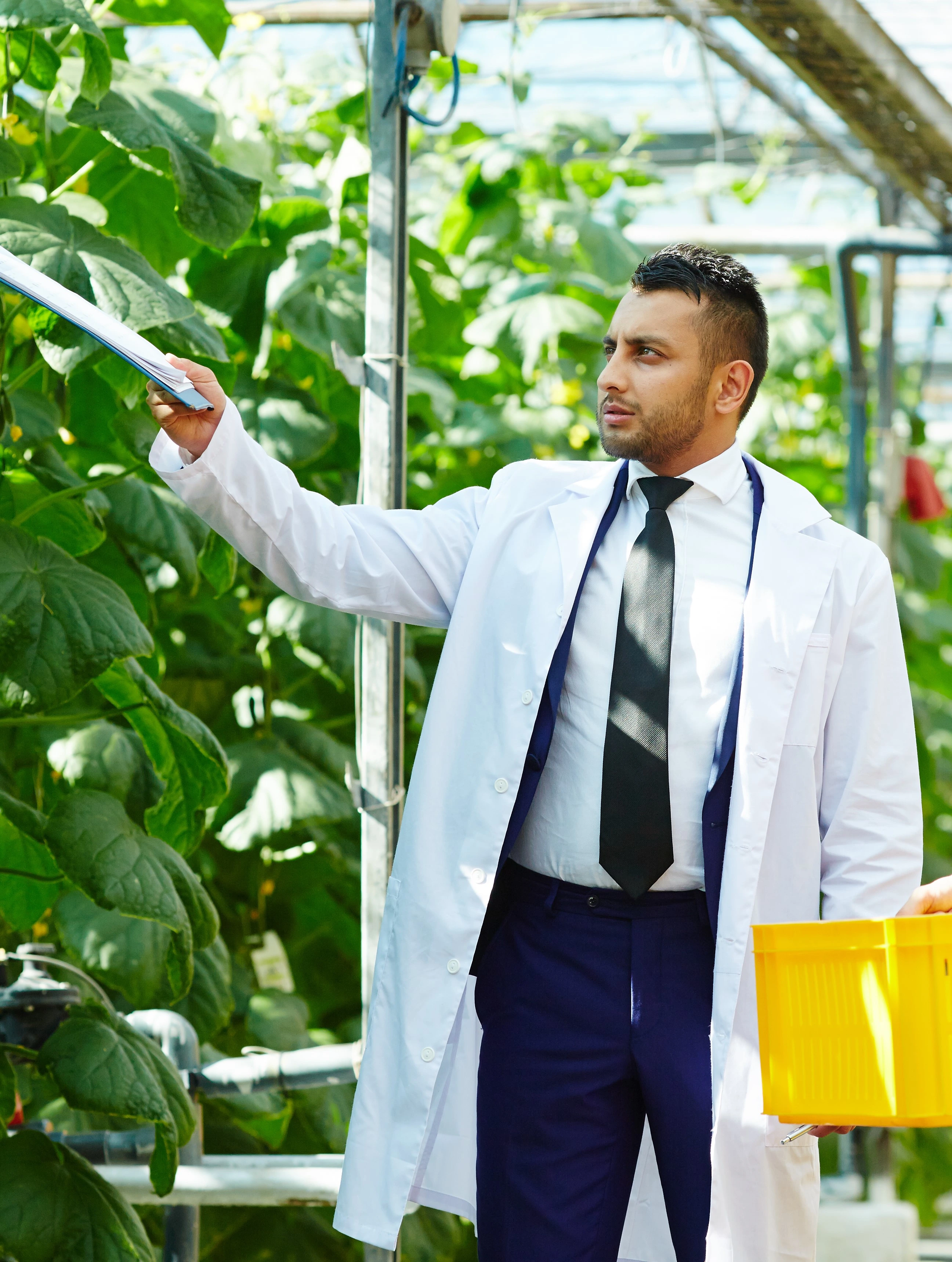 Hombre trabajando en invernadero